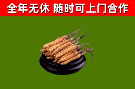 垫江县回收散虫草