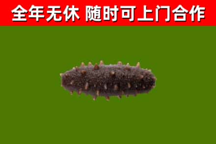 垫江县回收海参干